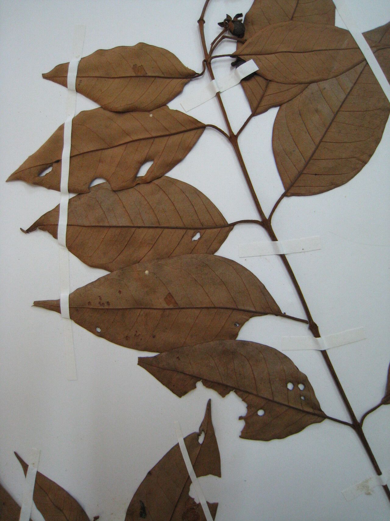 Vismia guianensis other