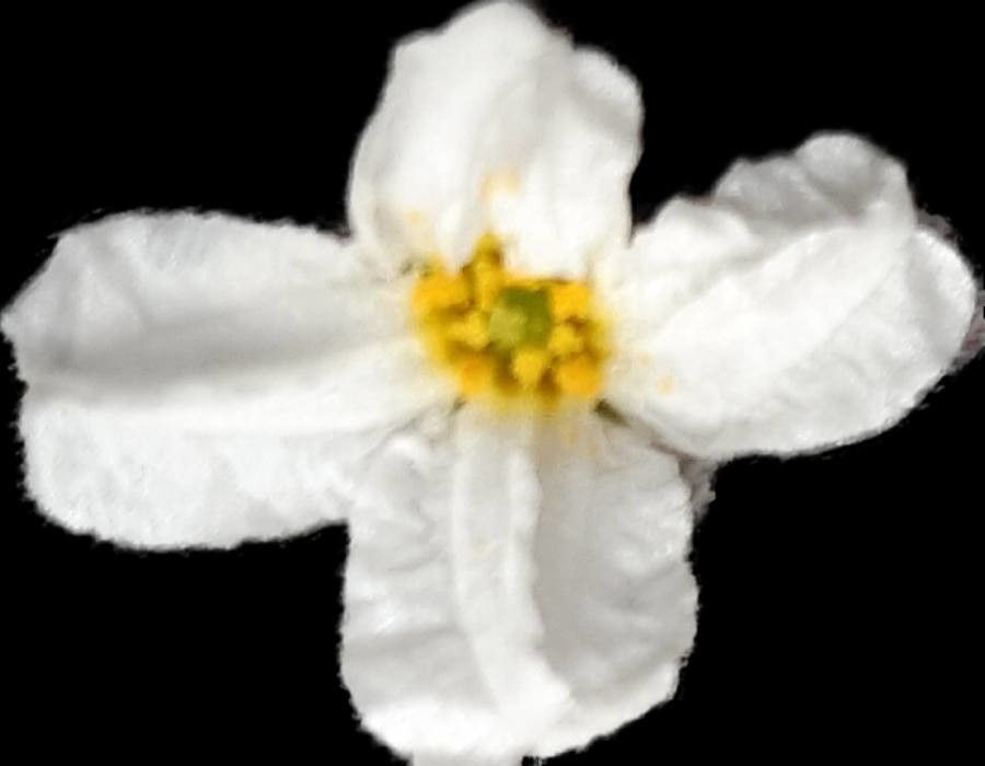 Nymphoides cristata flower