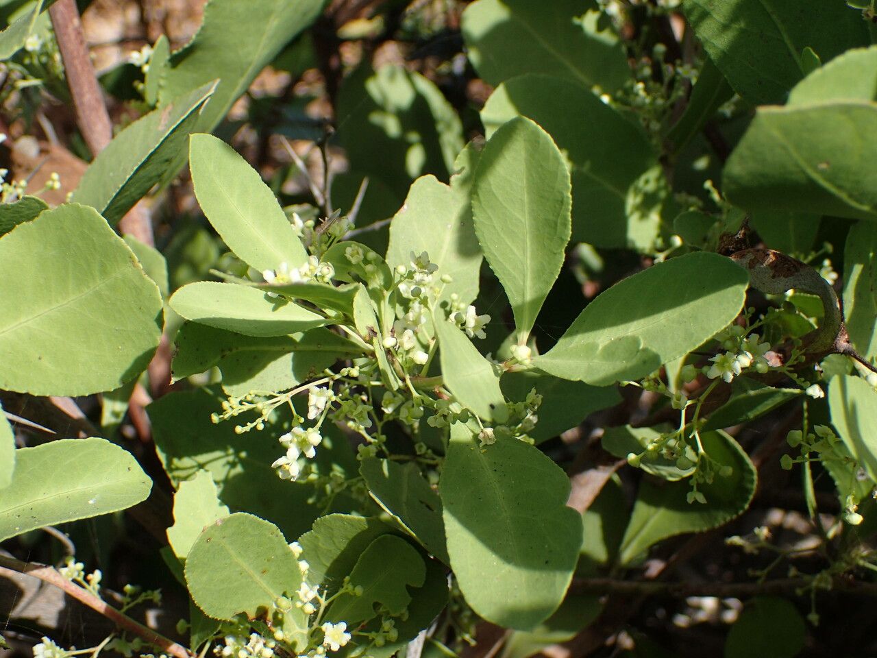 Gymnosporia senegalensis leaf