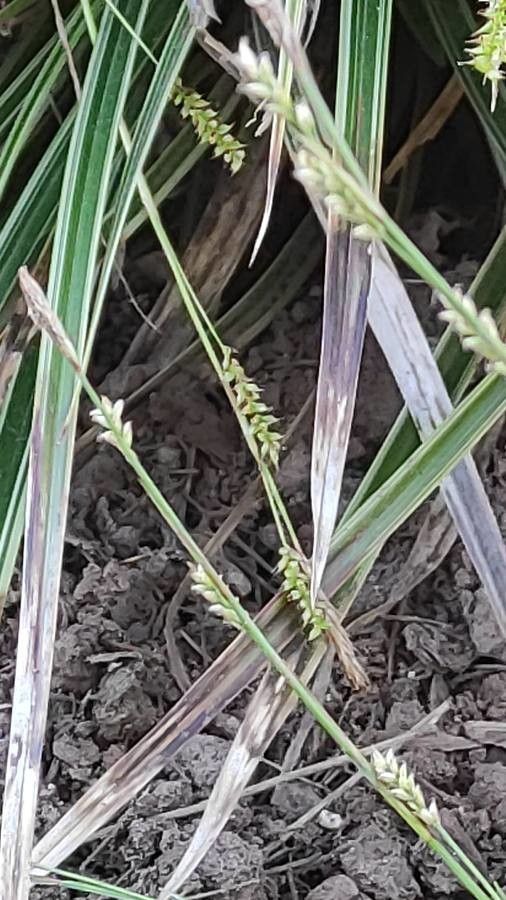Carex conica flower