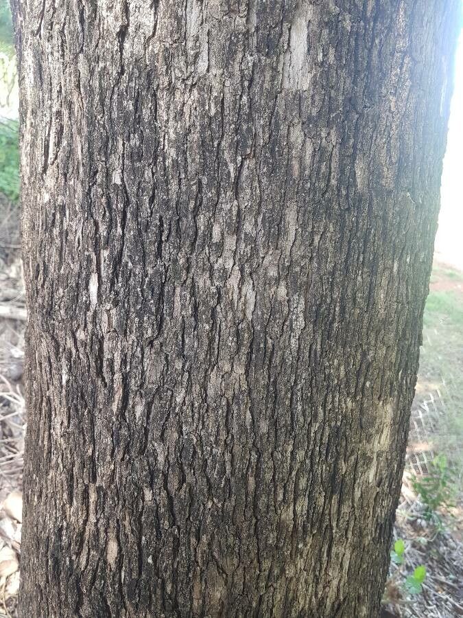 Citharexylum myrianthum bark