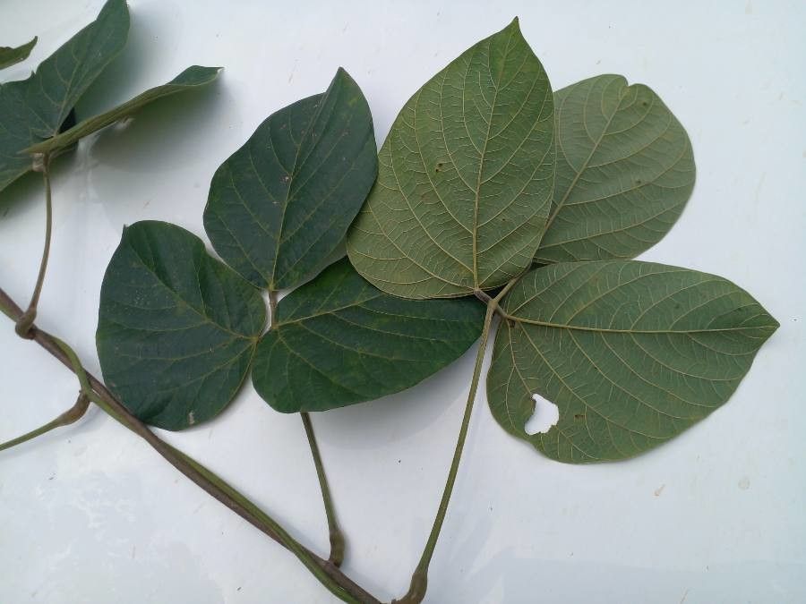 Mucuna holtonii — search result for 'Mucuna'