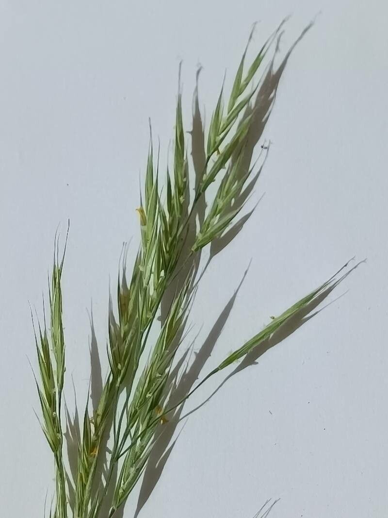 Bromus racemosus flower