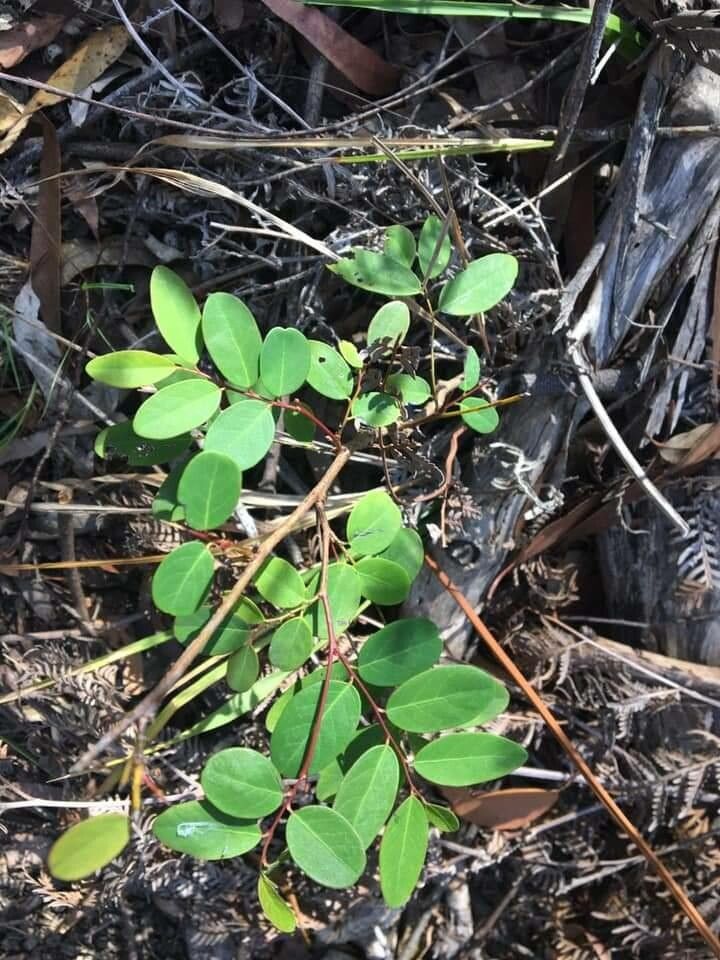 Phyllanthus dzumacensis — houseplant care guide