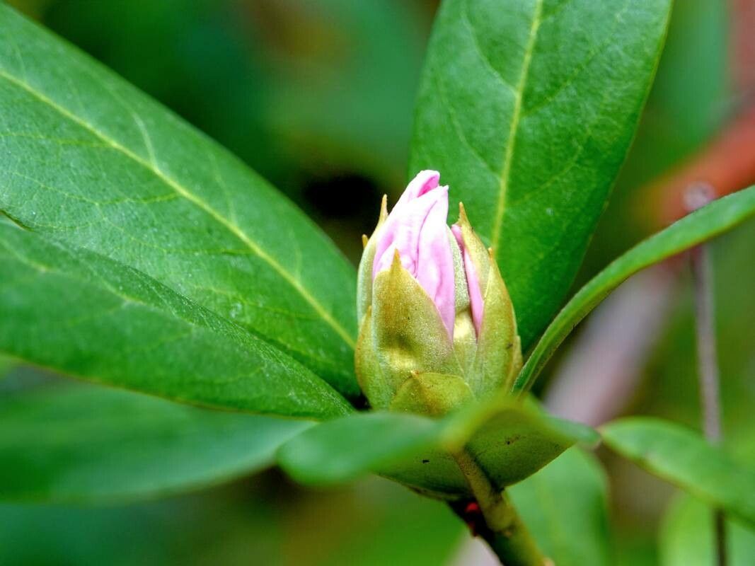 Rhododendron caucasicum flower