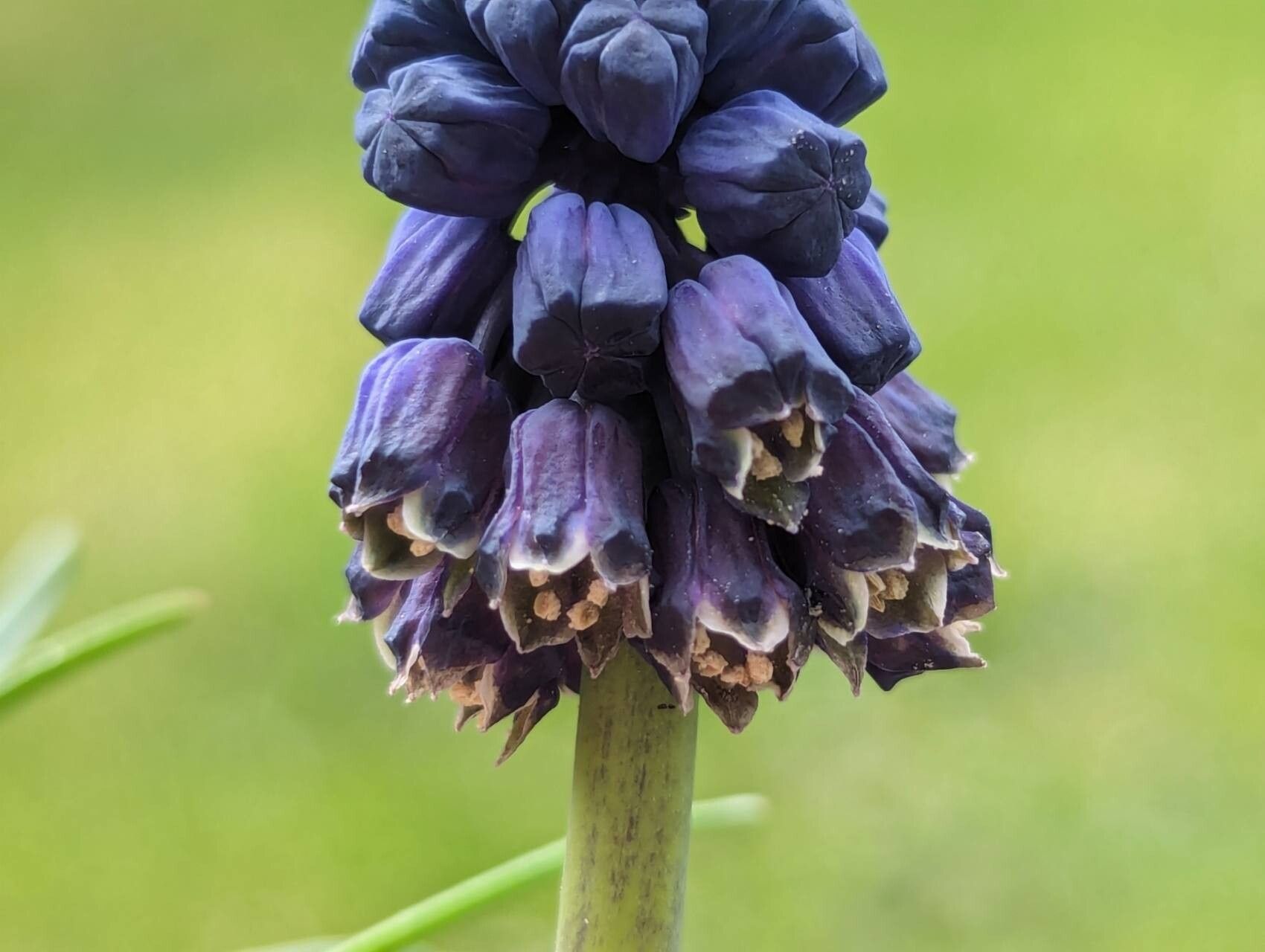 Bellevalia paradoxa flower