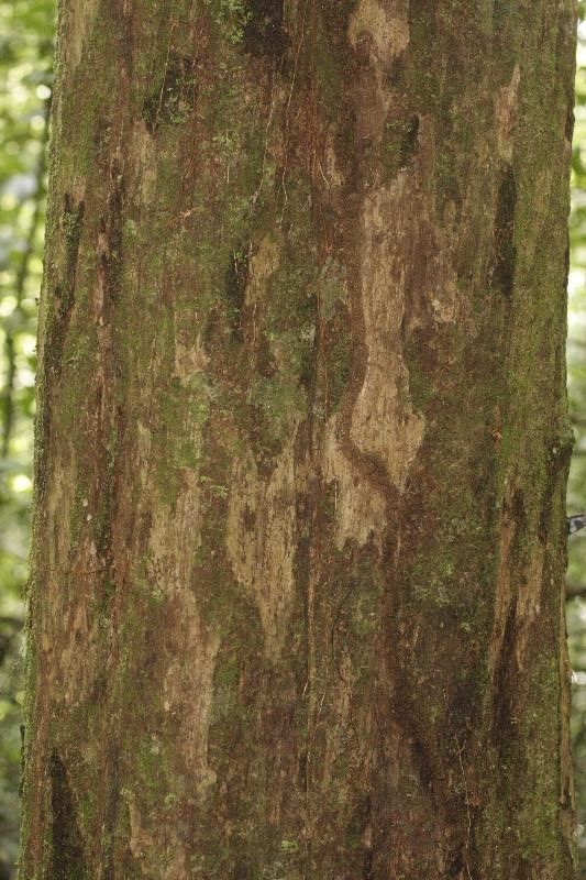 Discophora guianensis bark