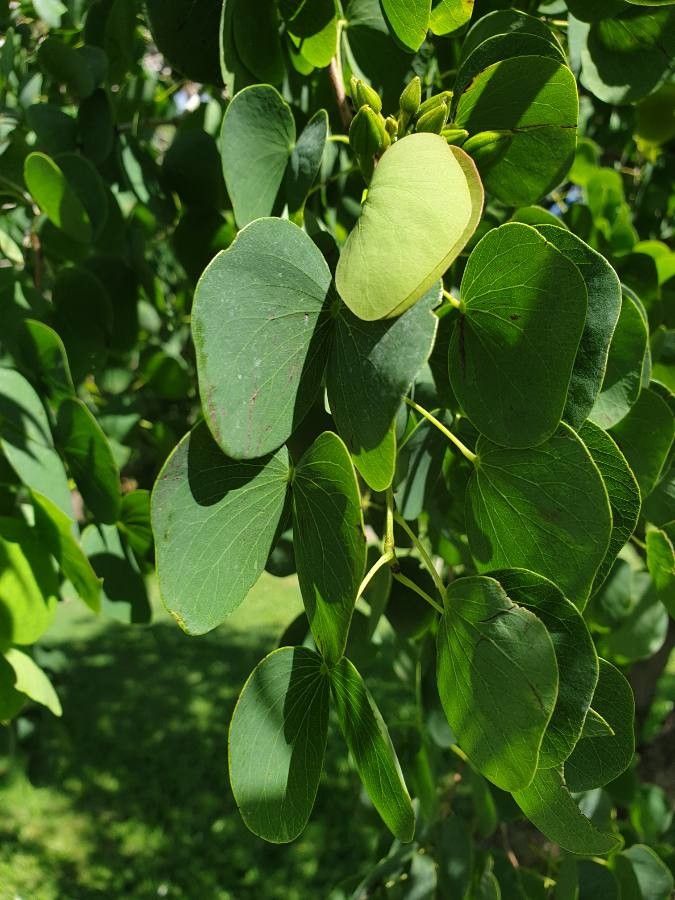 Bauhinia hookeri leaf