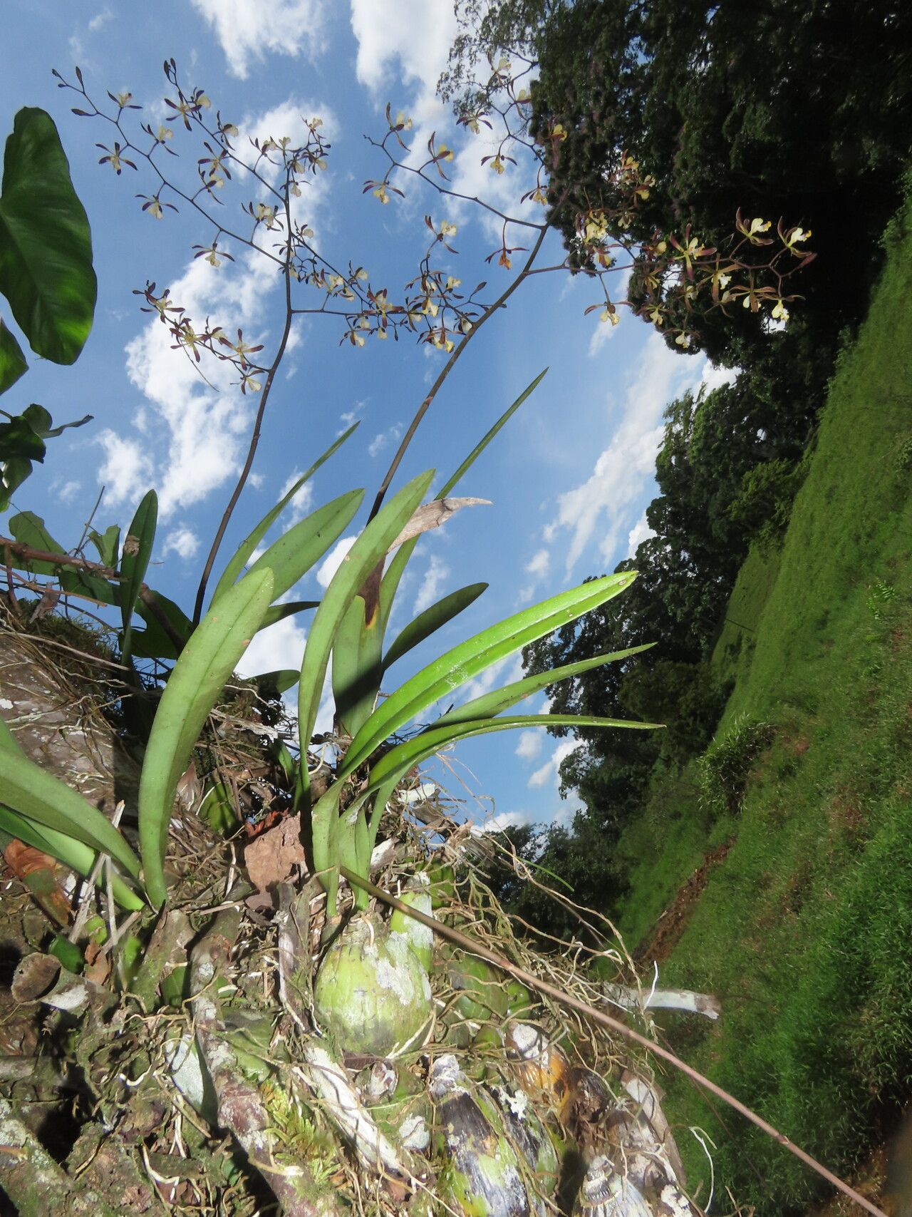 Encyclia alata habit
