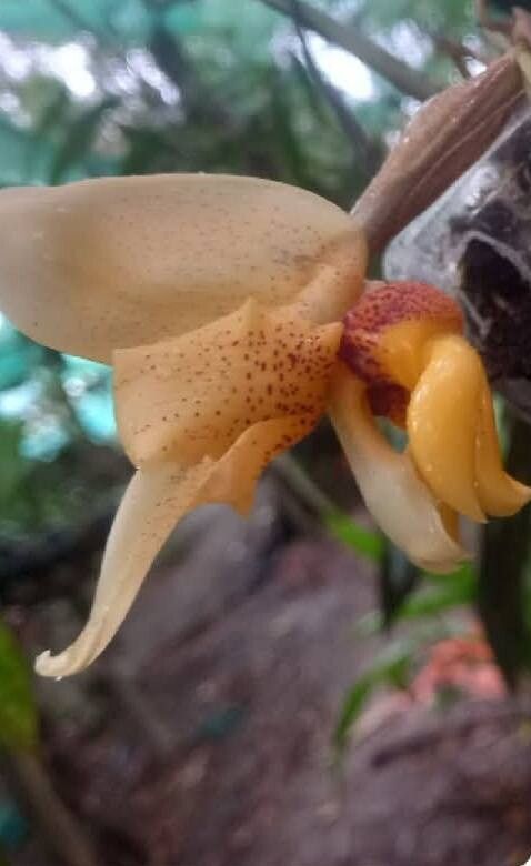 Stanhopea connata — related species from the same genus