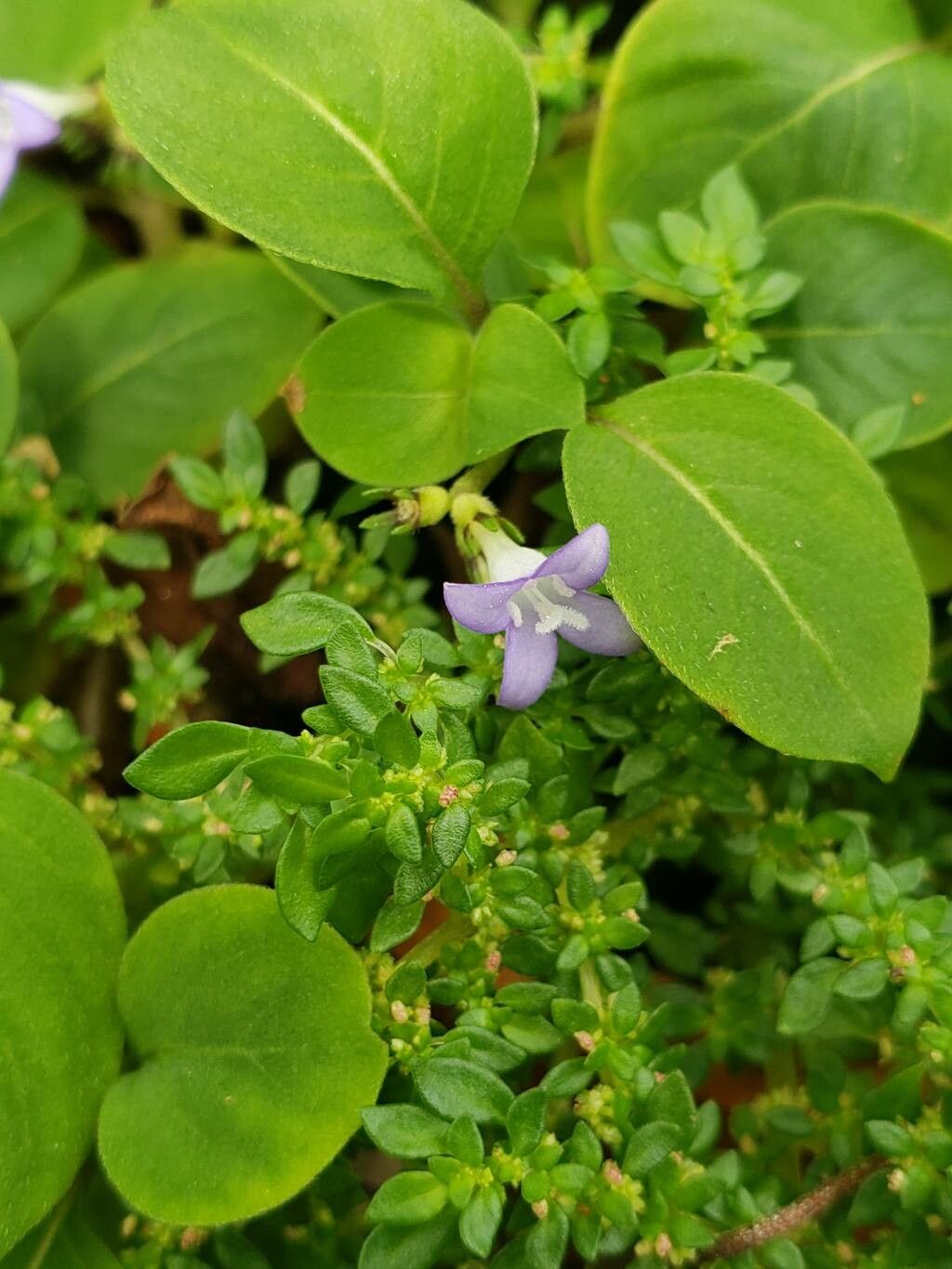 Coccocypselum cordifolium flower