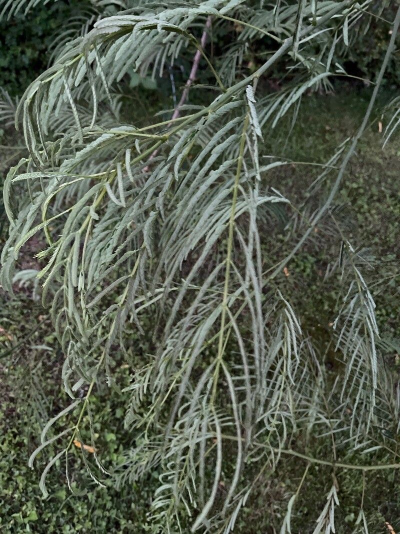 Leucaena pulverulenta