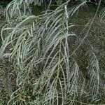 Leucaena pulverulenta