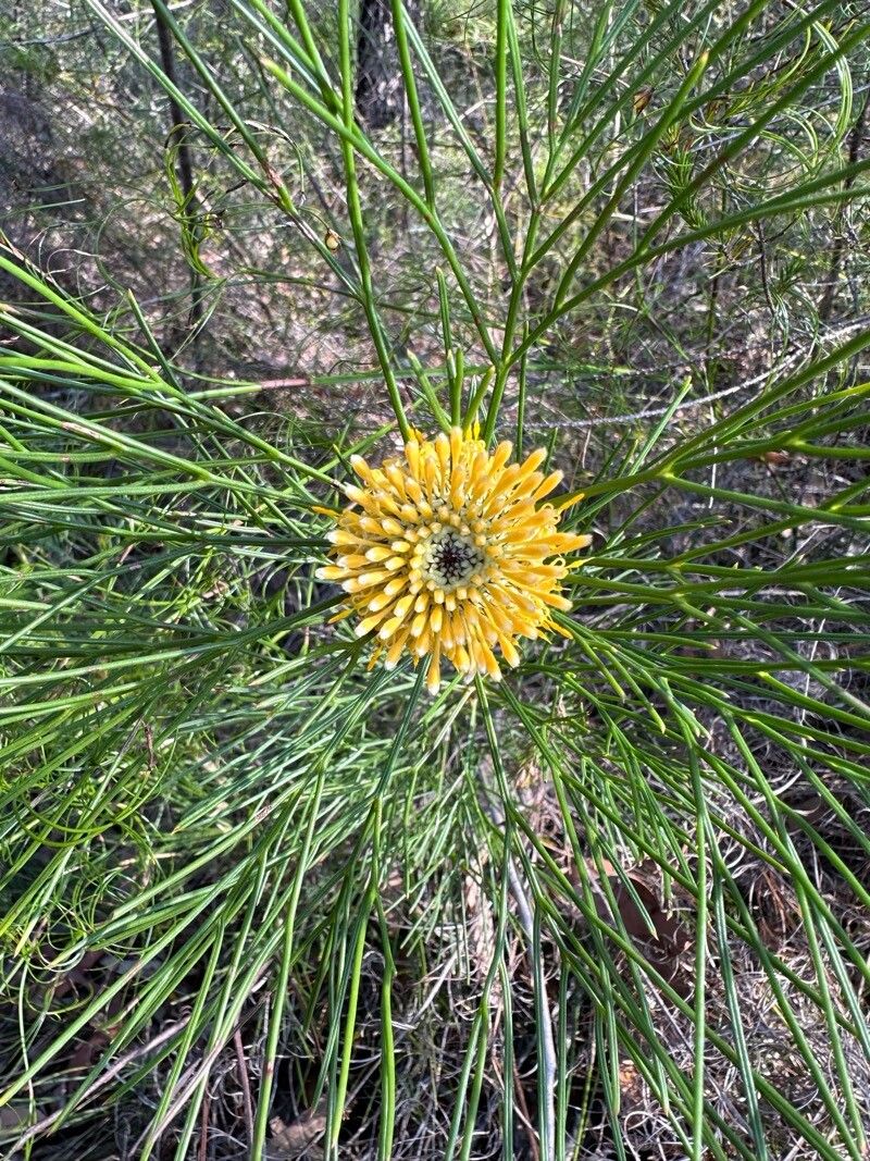 Isopogon anethifolius leaf
