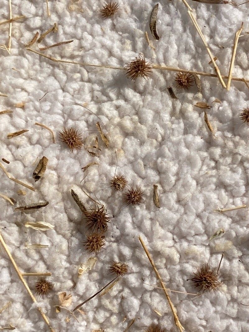 Juncus validus fruit