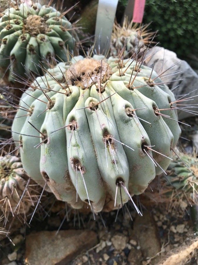 Copiapoa cinerea habit