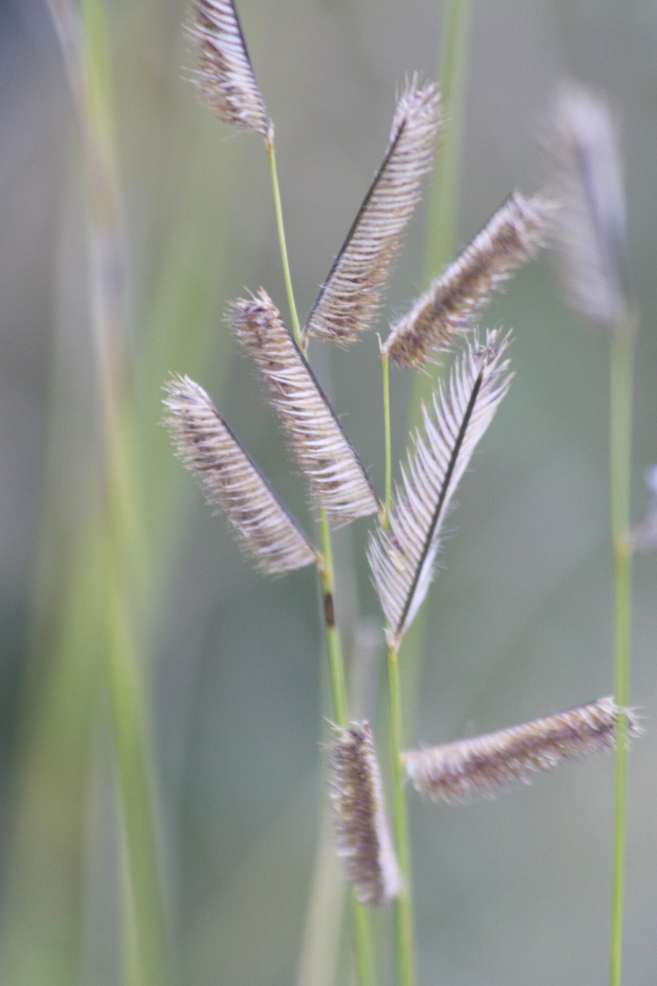 Chondrosum gracile fruit