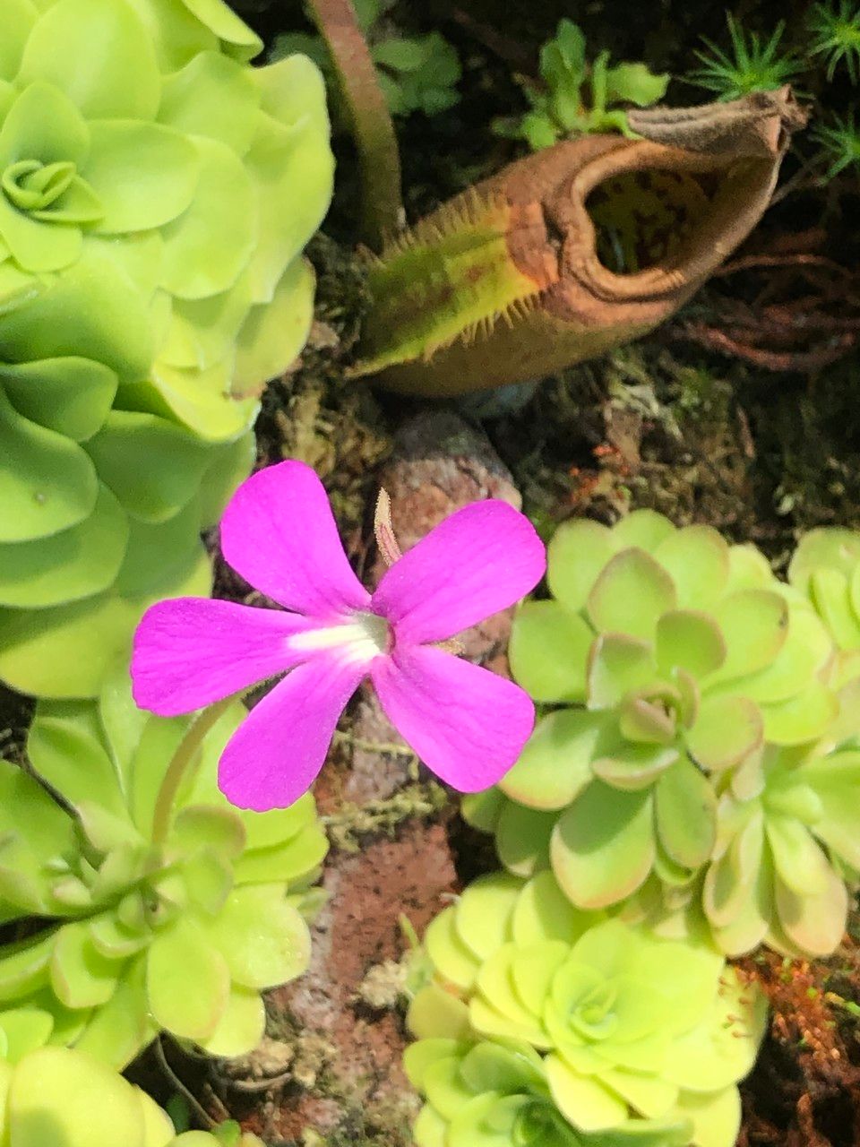 Pinguicula spp. flower