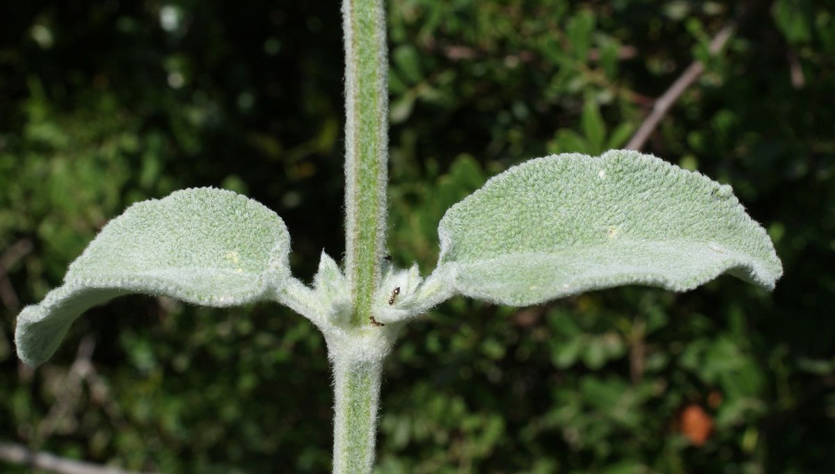 Stachys cretica bark