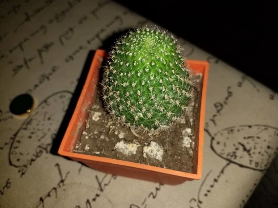 Rebutia perplexa habit