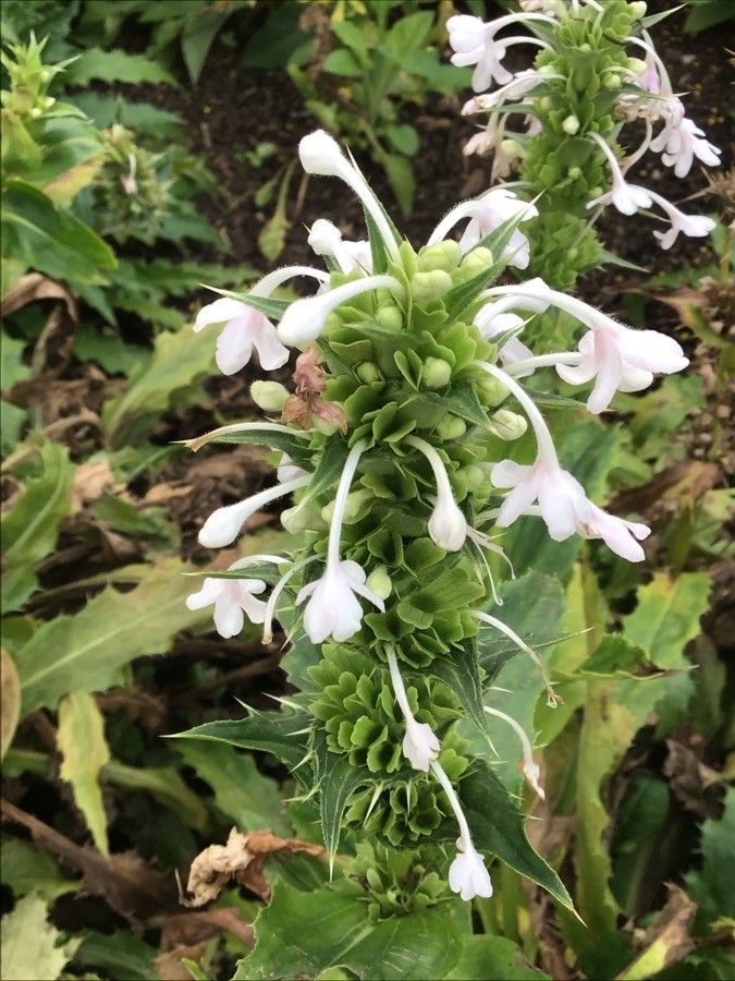 Morina longifolia flower