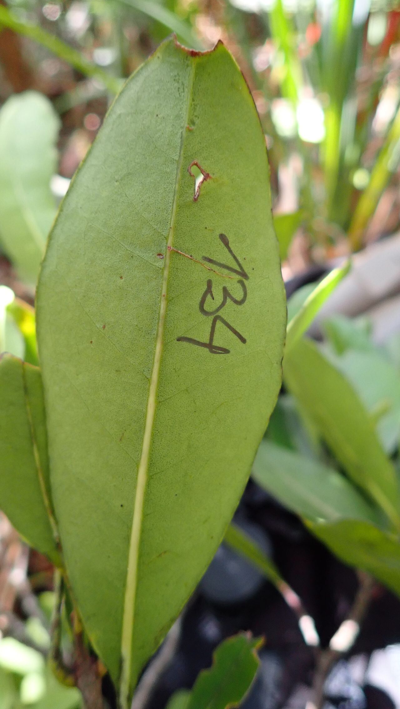 Osmanthus cymosus — related species from the same genus