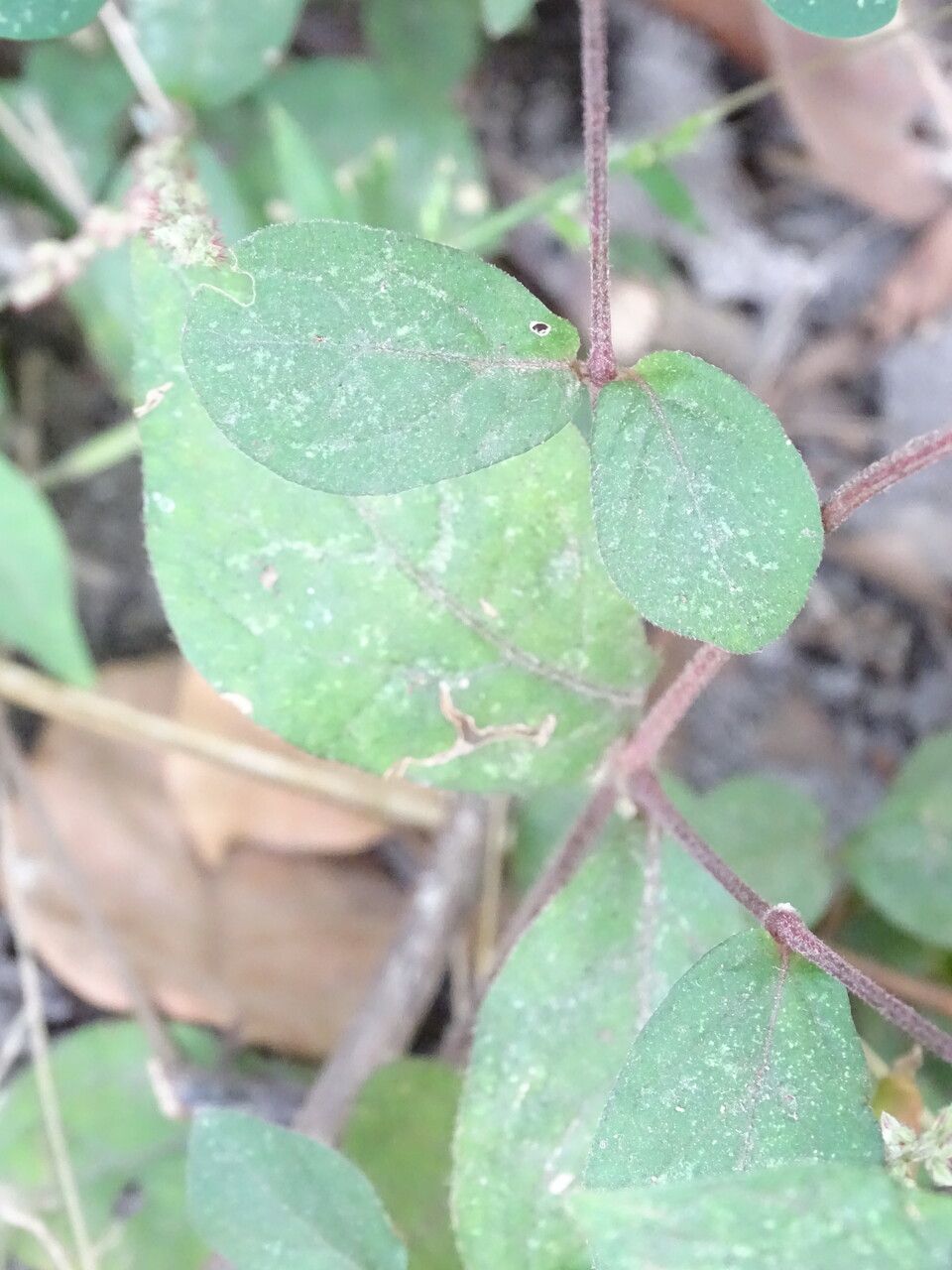 Cyathula prostrata — search result for 'Amaranthaceae'