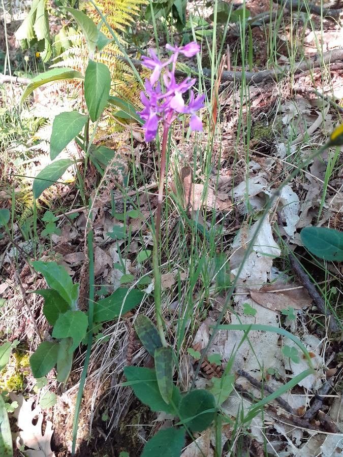 Orchis langei habit