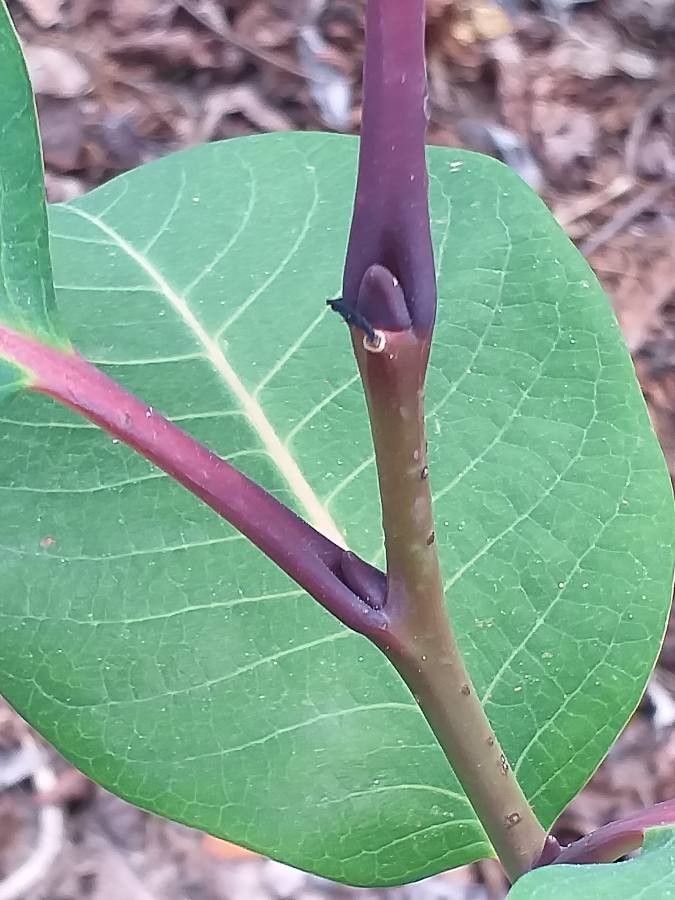 Salix magnifica leaf