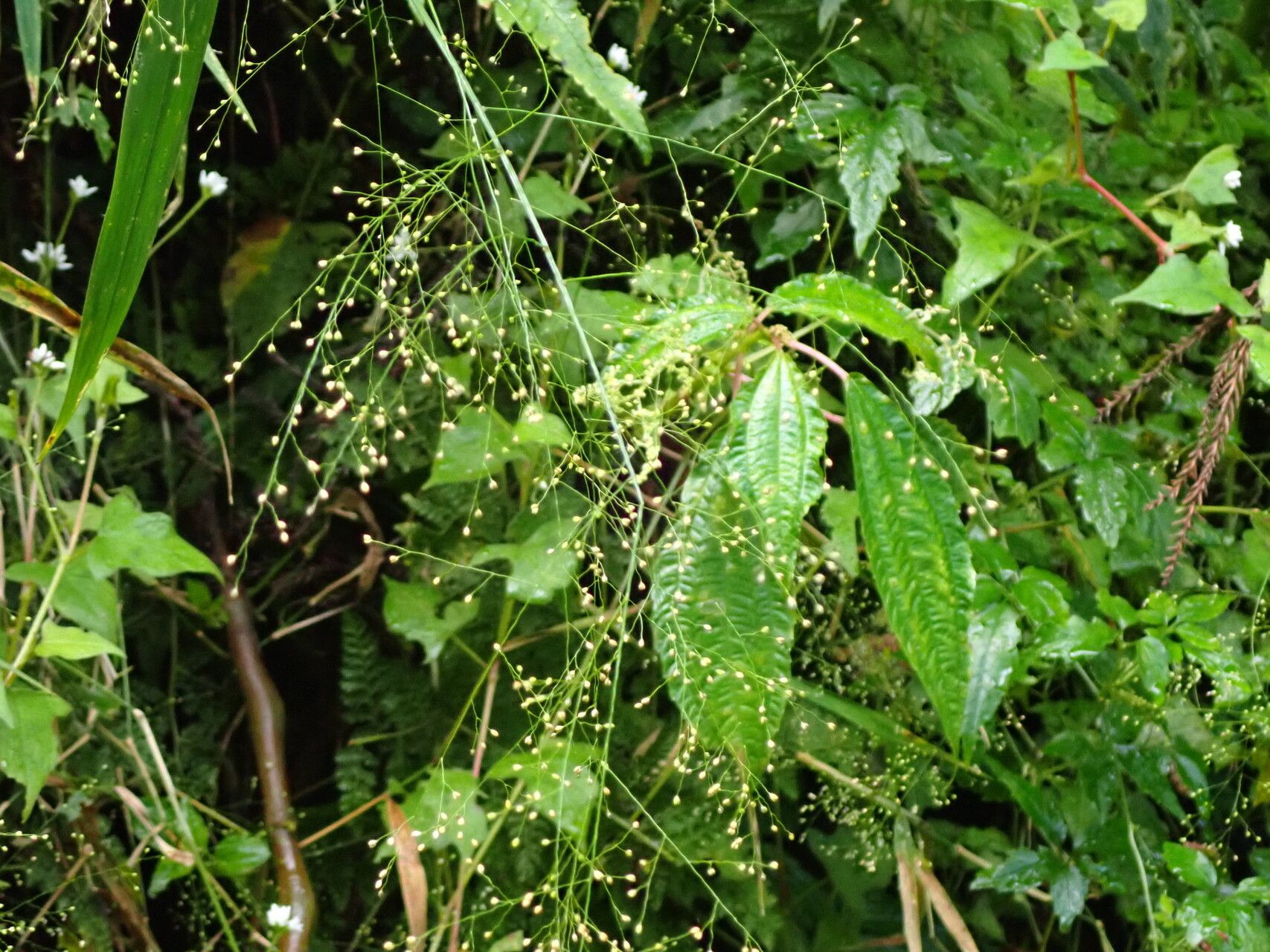 Isachne albens flower