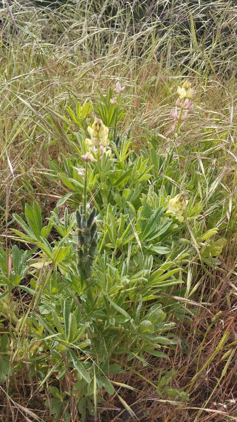 Lupinus gredensis habit
