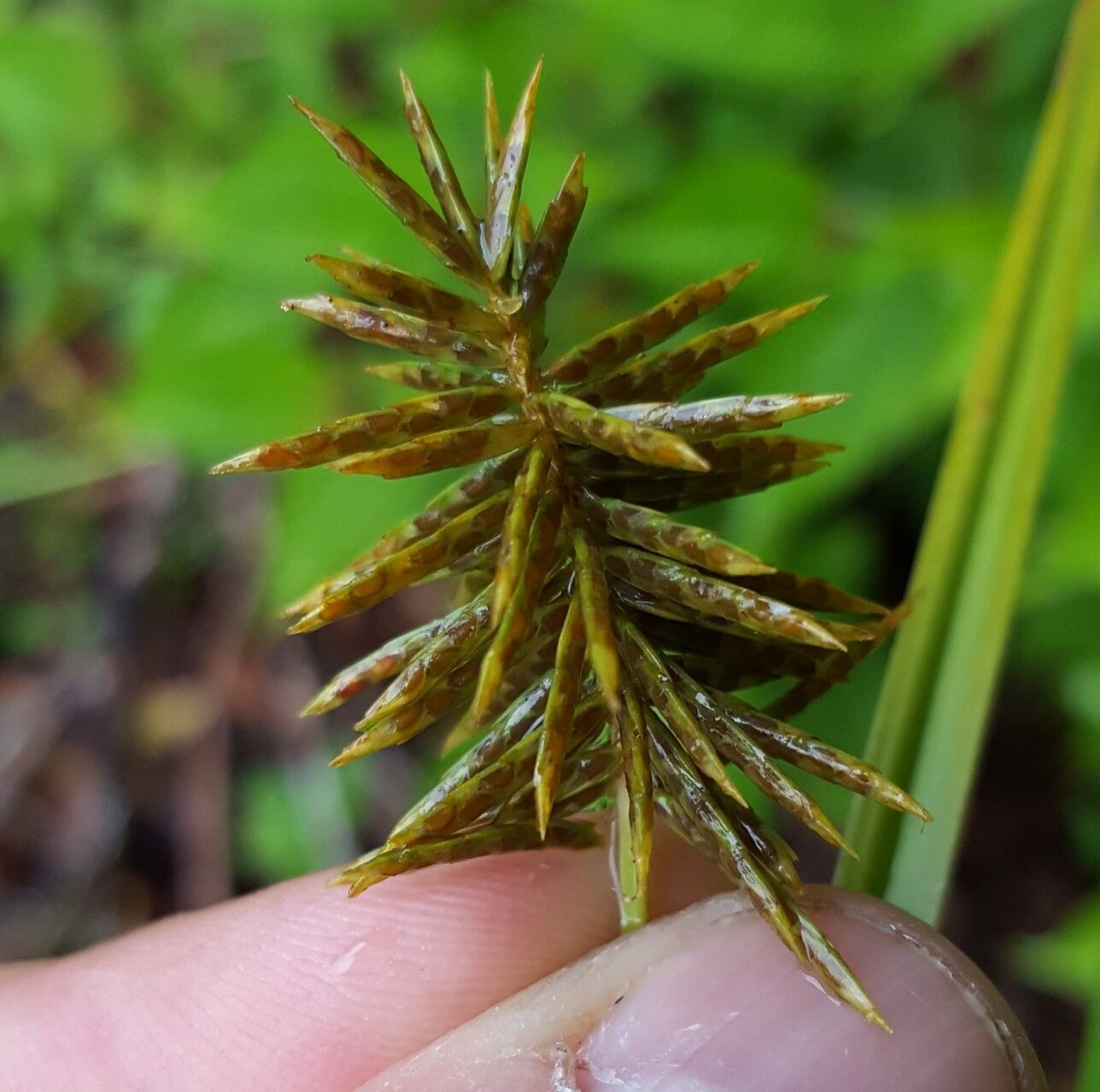 Cyperus luteus — houseplant care guide