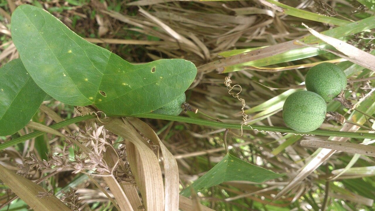 Passiflora biflora leaf