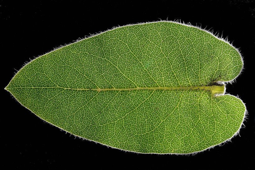 Arctostaphylos regismontana — search result for 'Arctostaphylos'