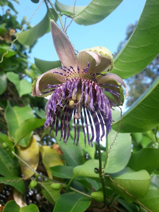 Passiflora laurifolia flower