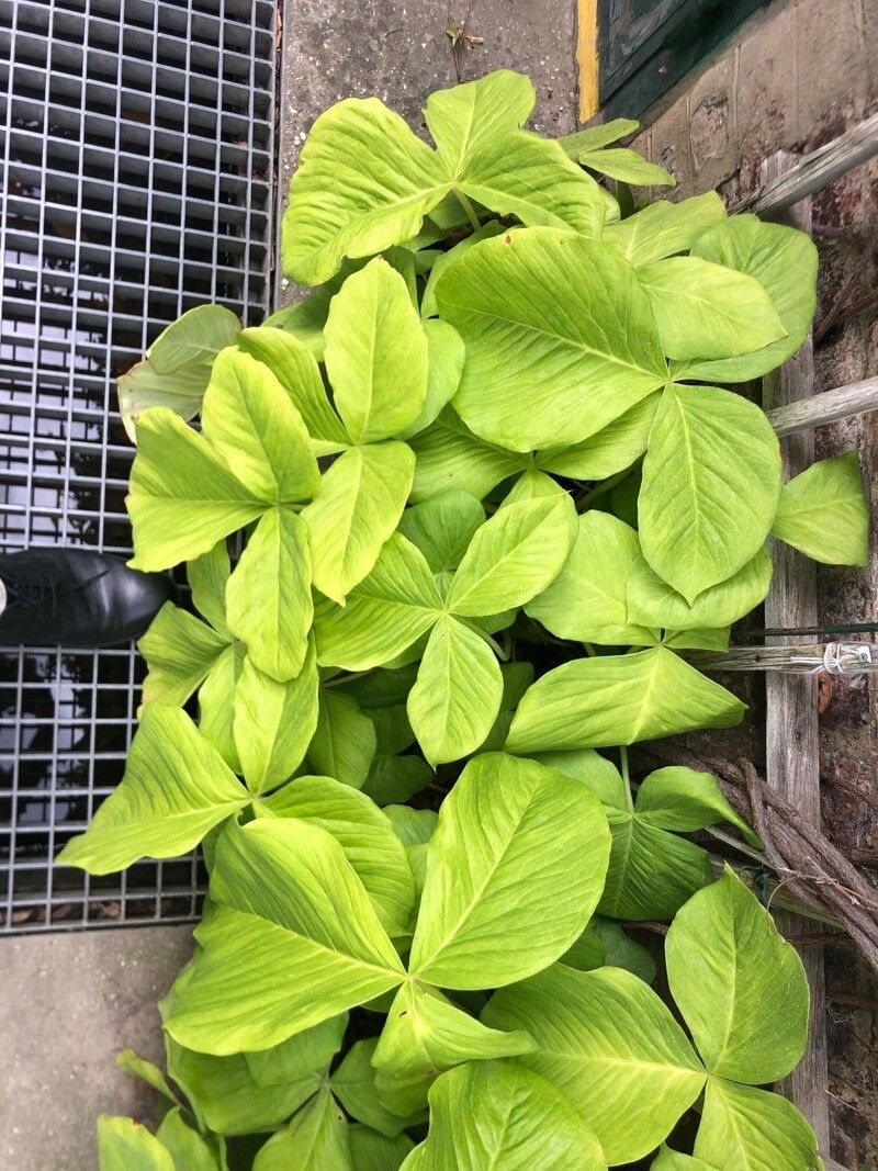 Arisaema fargesii — search result for 'Arisaema'