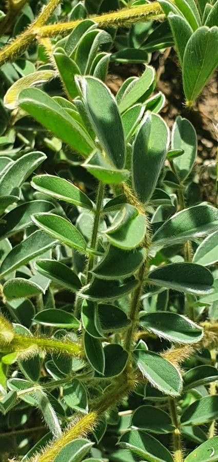 Tephrosia polyphylla leaf