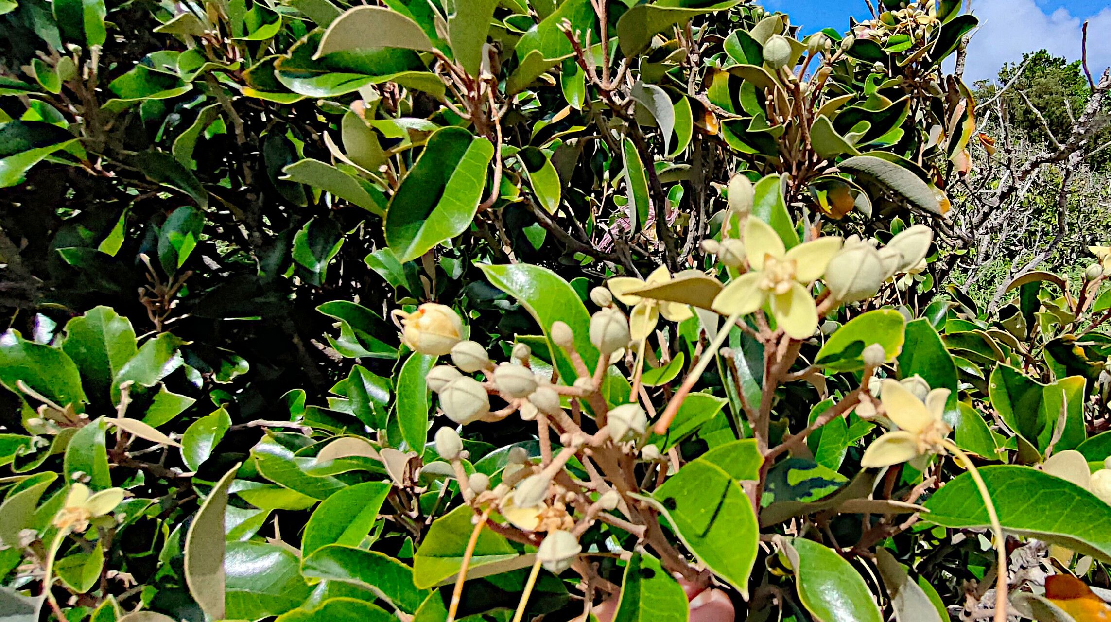 Morisonia cynophallophora fruit
