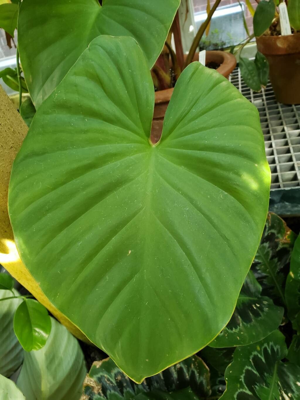 Homalomena pendula — search result for 'Homalomena'