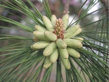 Pinus taeda flower