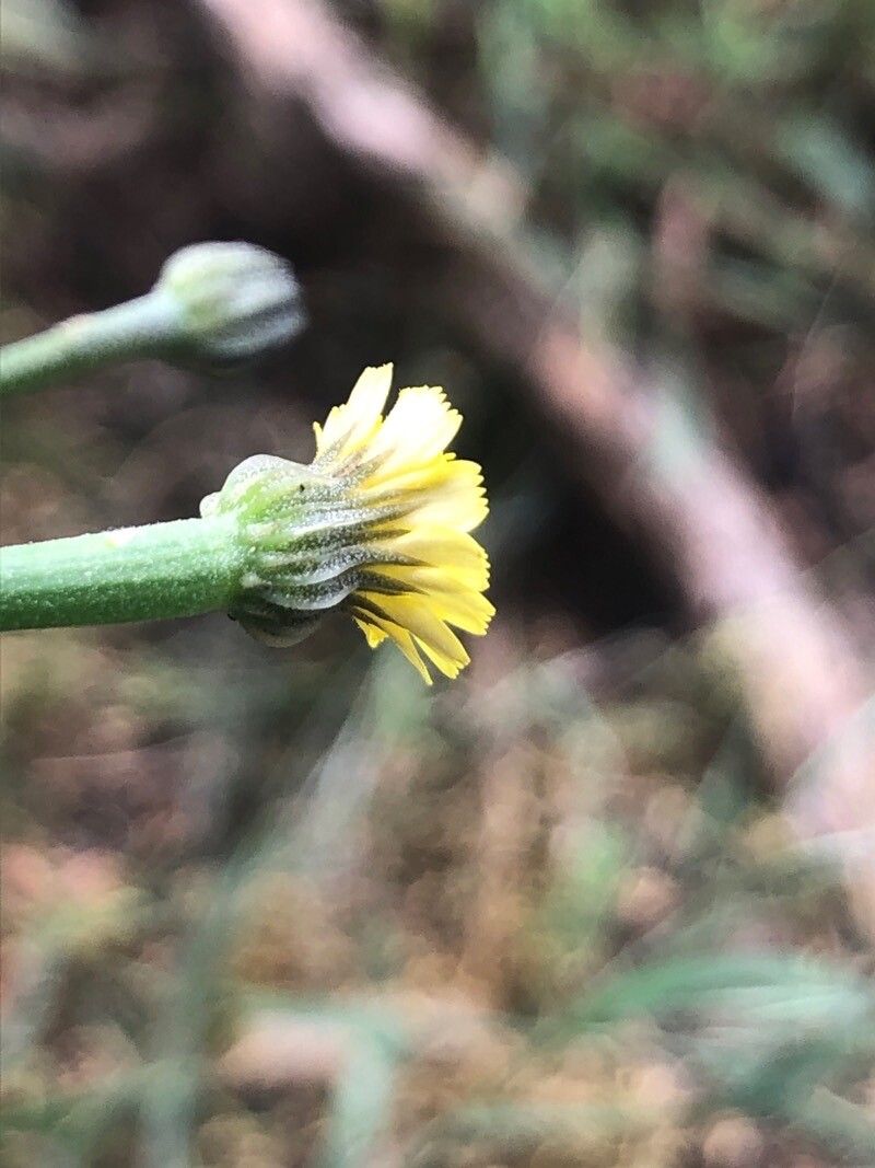 Arnoseris minima flower