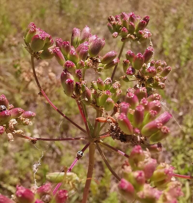 Peucedanum coriaceum fruit