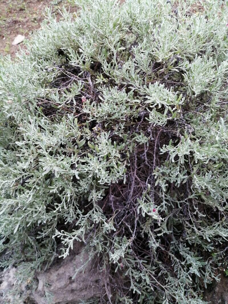 Helichrysum monogynum leaf