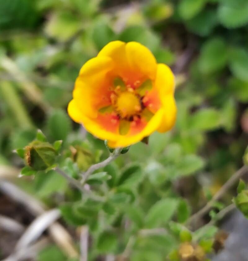 Potentilla argyrophylla flower