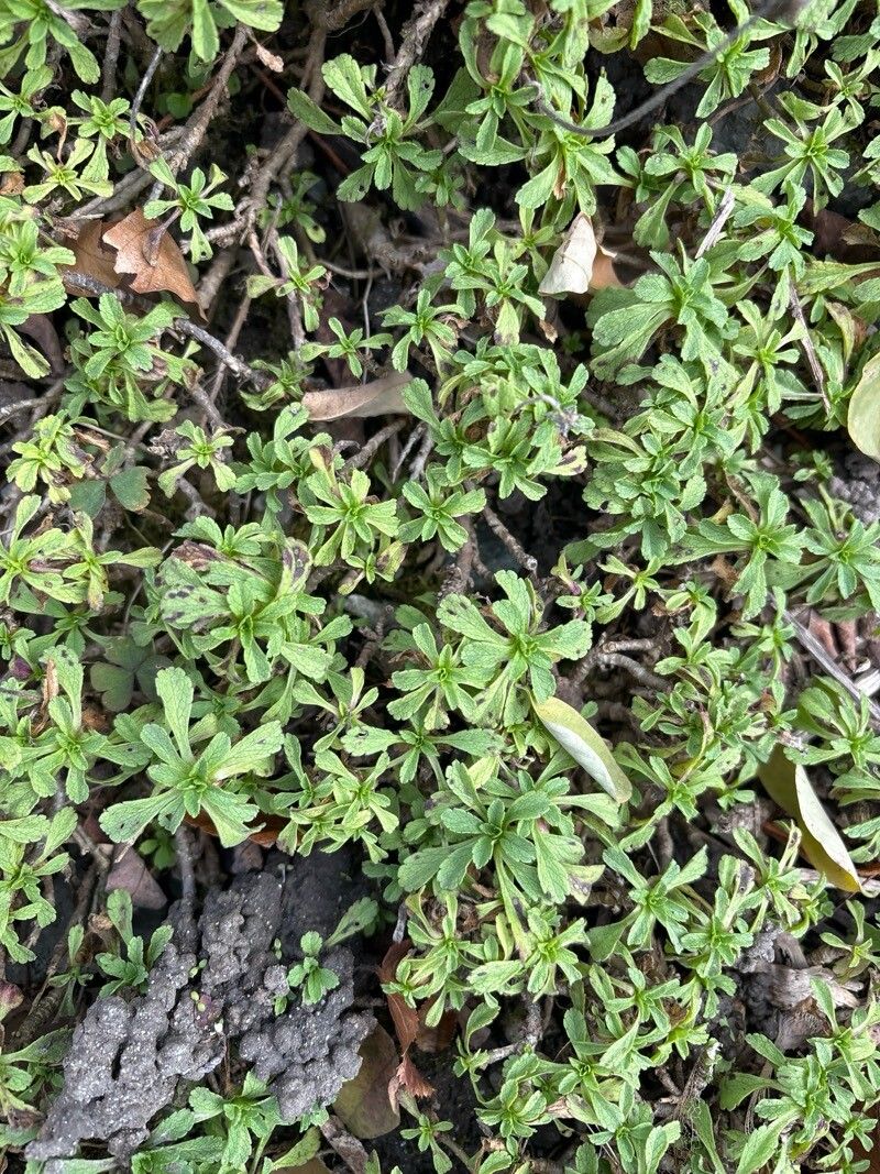 Pterocephalus pterocephala leaf