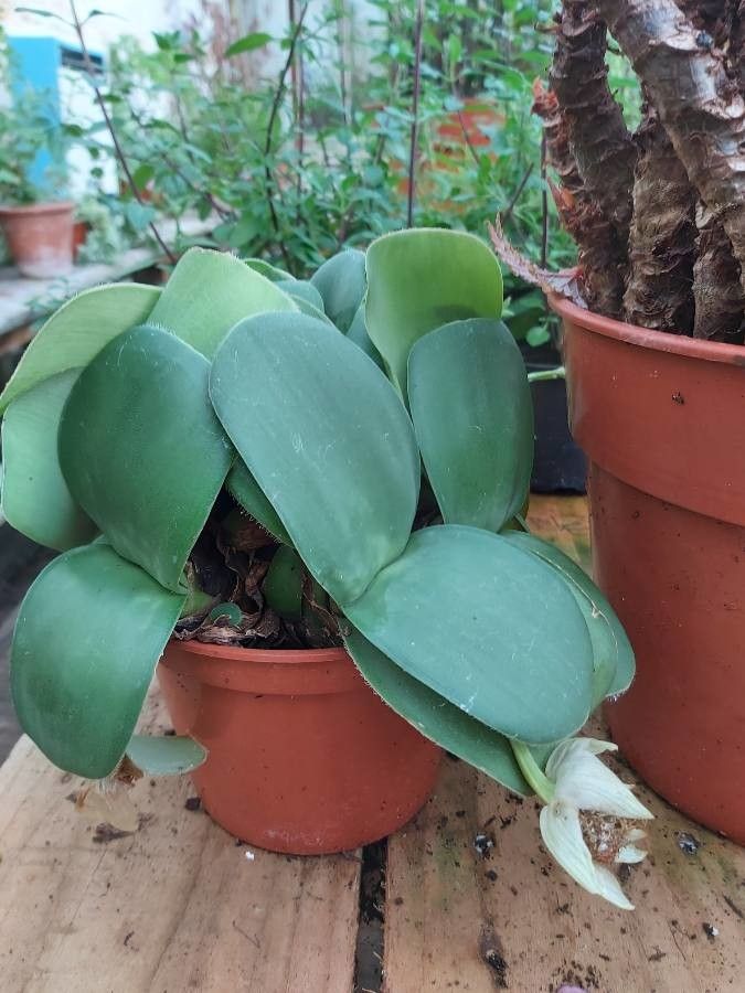 Haemanthus deformis — related species from the same genus