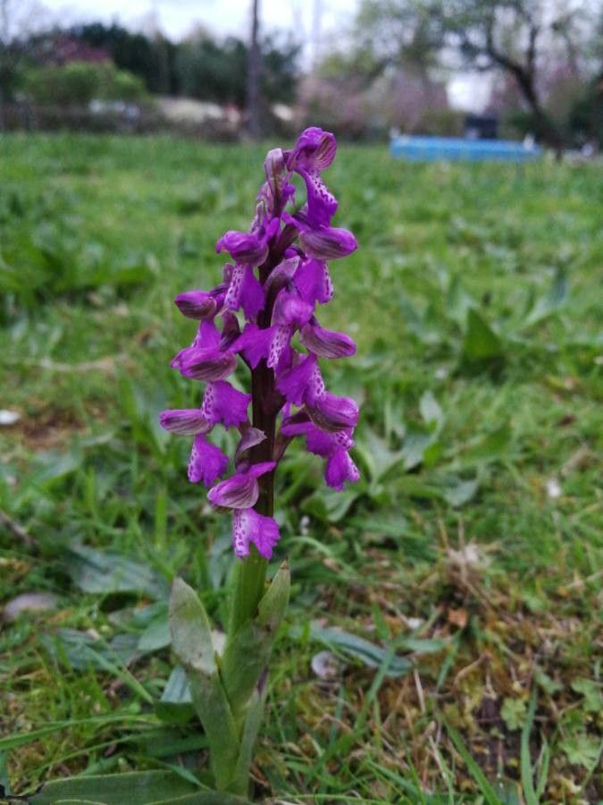 Anacamptis morio flower