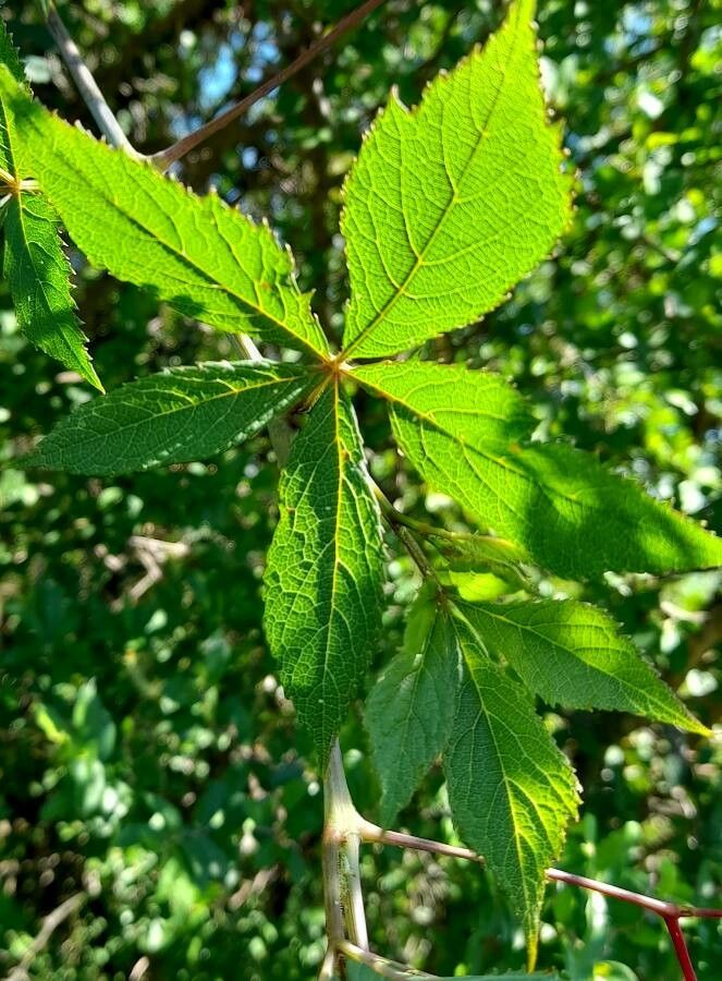 Cissus tweedieana — houseplant care guide