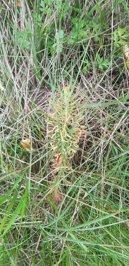 Equisetum pratense flower