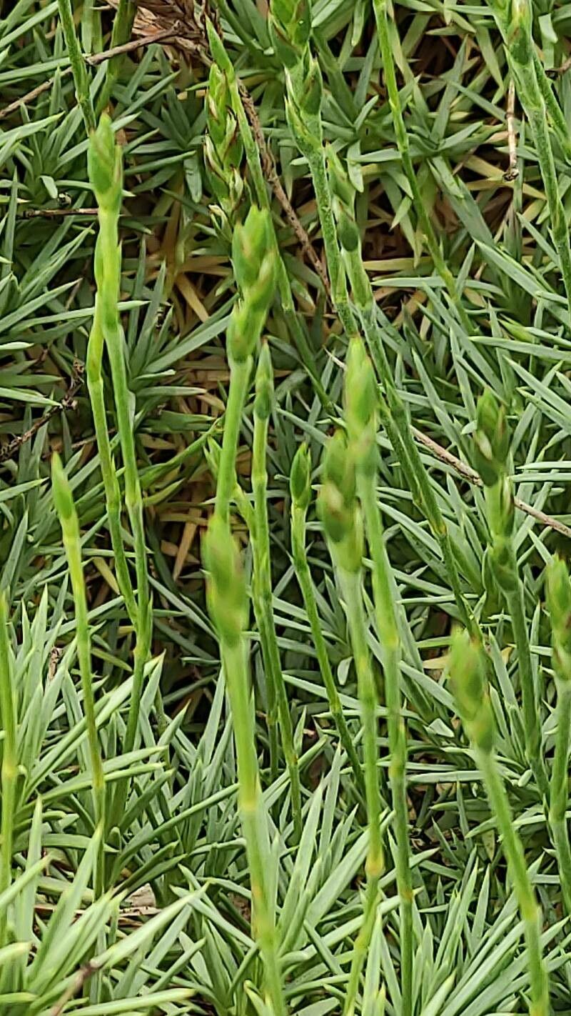 Acantholimon albanicum other